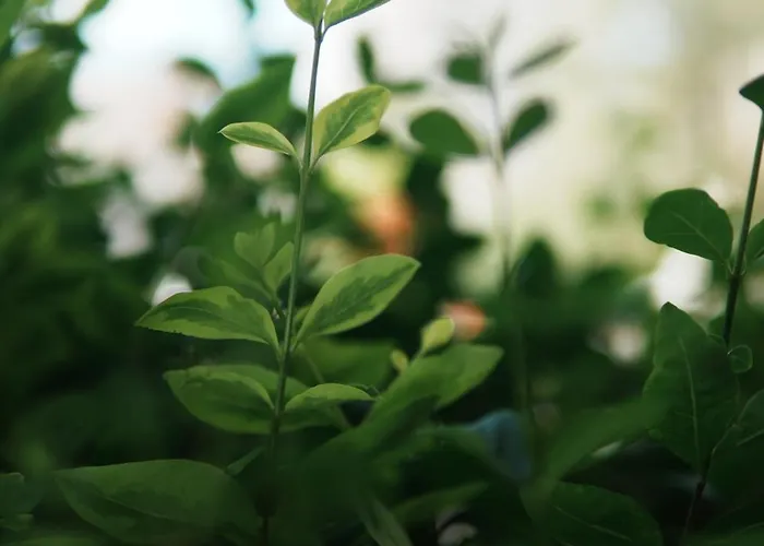 Flower *